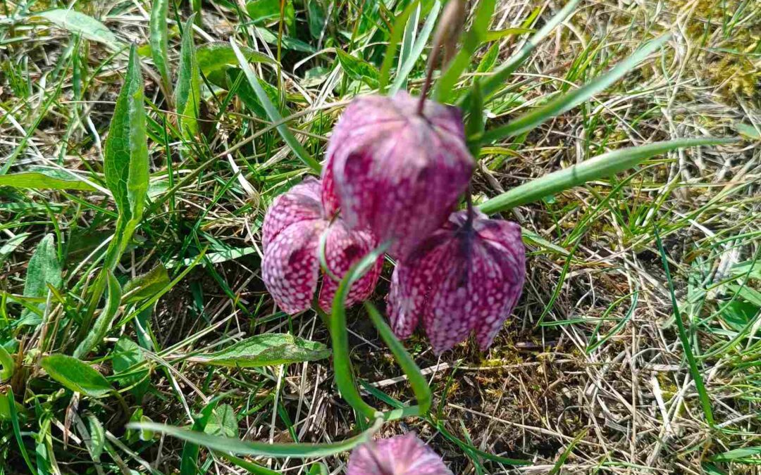 Prebrojavanje kockavica