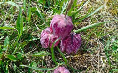 Prebrojavanje kockavica